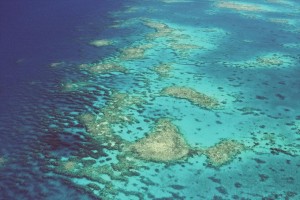 Cape Tribulation reef